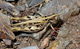 Dociostaurus jagoi occidentalis