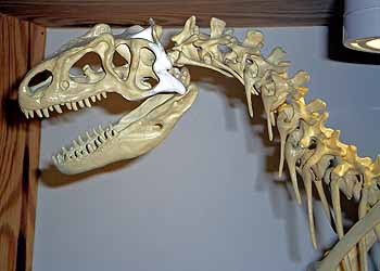 Allosaurus fragilis by ANTS, 1995