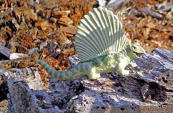 Dimetrodon limbatus by Safari, 1988
