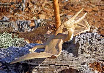Pteranodon longiceps by Safari, 1988