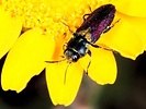 Anthaxia salicis
