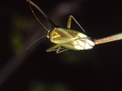 Blepharidopterus angulatus