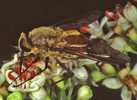 Indet. sp. (Diptera:Bombyliidae)