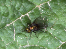 Indet. sp. (Diptera:Agromyzidae)