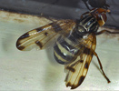 Indet. sp. (Diptera:Chloropidae)