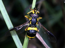 Indet. sp. (Diptera:Conopidae)