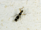 Indet. sp. (Diptera:Micropezidae)
