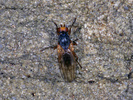 Indet. sp. (Diptera:Opomyzidae)