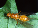 Indet. sp. (Diptera:Psilidae)