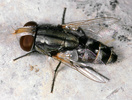 Indet. sp. (Diptera:Tachinidae)