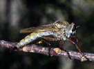 Indet. sp. (Diptera:Asilidae)