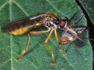Indet. sp. (Diptera:Therevidae)