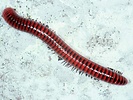 Centrobolus annulatus