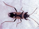 Indet. sp. (Heteroptera:Lygaeidae)