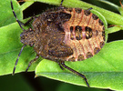 Indet. sp. (Heteroptera:Pentatomidae)