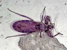 Indet. sp. (Heteroptera:Reduviidae)