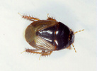 Indet. sp. (Heteroptera:Cydnidae)