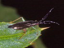 Heterotoma merioptera