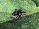 Indet. sp. (Araneae:Liocranidae)