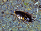 Loboptera decipiens