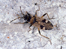 Trapezonotus sp.