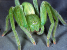 Micrommata virescens