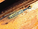 Ornatoraphidia etrusca