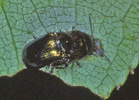 Phyllodecta vitellinae