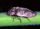 Indet. sp. (Coleoptera:Elateridae)
