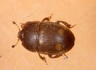 Indet. sp. (Coleoptera:Histeridae)