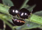 Thyreocoris scarabaeoides