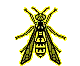 Hymenoptera