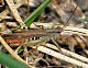 Chorthippus brunneus