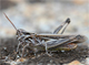 Chorthippus rubratibialis
