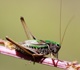 Metrioptera brachyptera