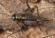 Nemobius sylvestris sylvestris
