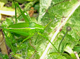Odontura calaritana