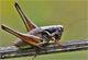 Pholidoptera fallax