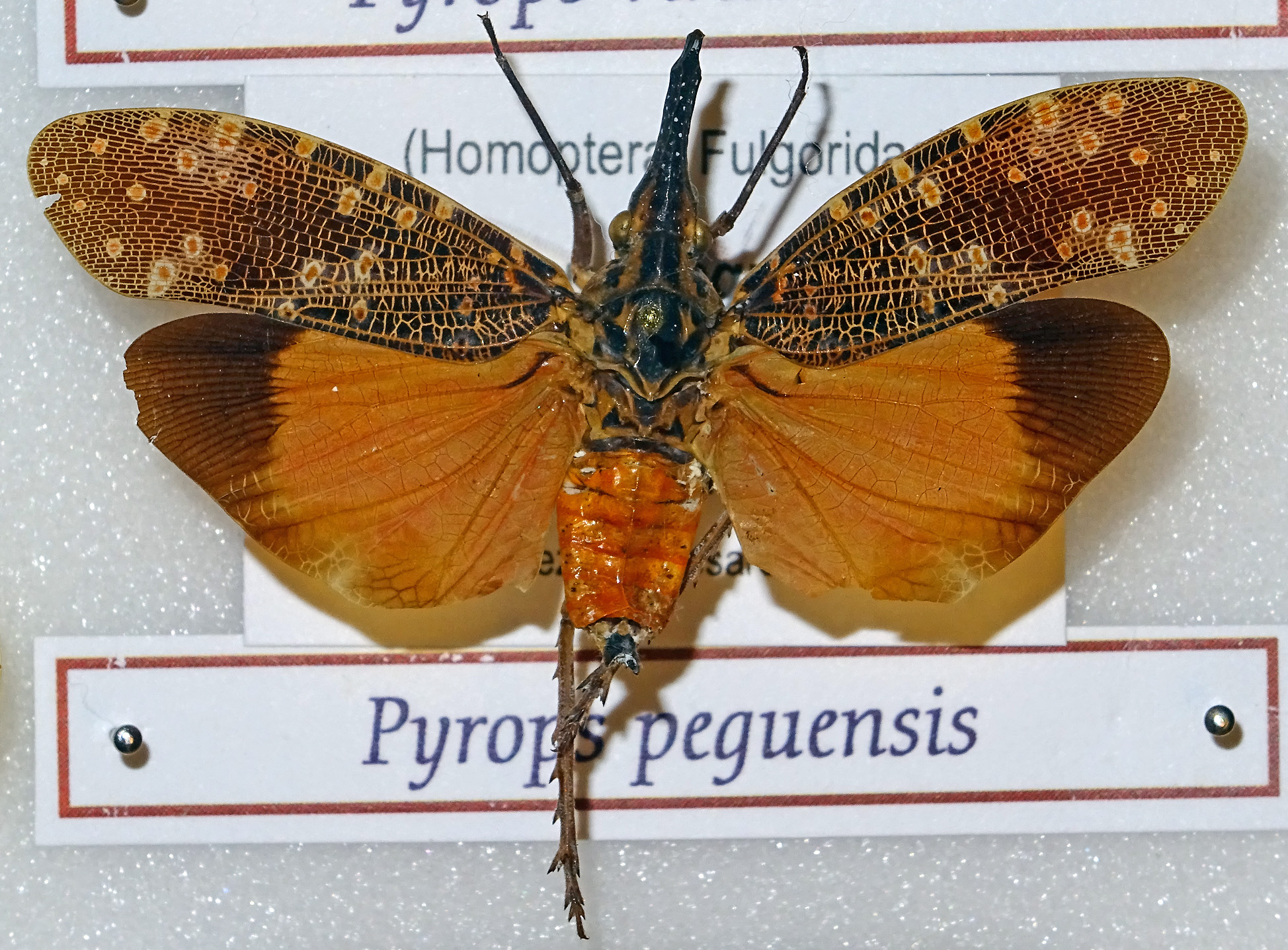 Fulgoridae - Entomologic Box 3