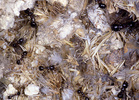 Indet. sp. (Hymenoptera:Formicidae)