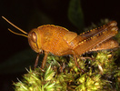 Anacridium aegyptium