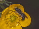 Andrena sp
