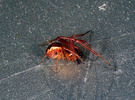 Anelosimus vittatus