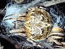 Agalenatea redii