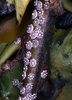 Ceroplastes sp.