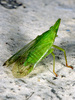 Dictyophara europaea