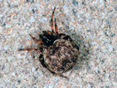 Dipoena melanogaster