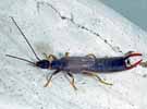 Indet. sp. (Dermaptera:Indet.)