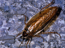 Ectobius sp.