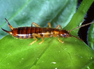 Forficula pubescens